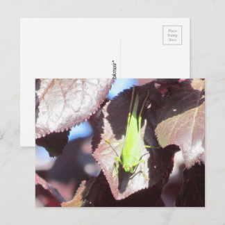 Tarjeta postal - Saltamontes en árbol