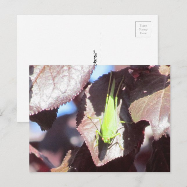 Tarjeta postal - Saltamontes en árbol (Anverso / Reverso)