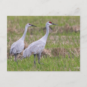 Tarjeta postal Sand Hill Crane