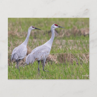 Tarjeta postal Sand Hill Crane