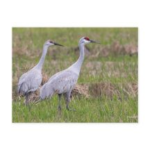 Tarjeta postal Sand Hill Crane