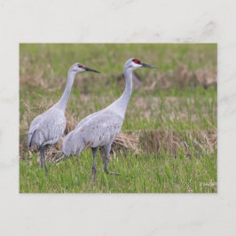 Tarjeta postal Sand Hill Crane