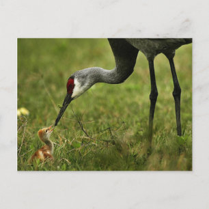 Tarjeta postal Sandhill Crane & Baby