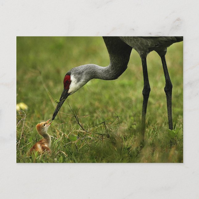 Tarjeta postal Sandhill Crane & Baby (Anverso)