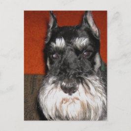 Tarjeta postal Schnauzer