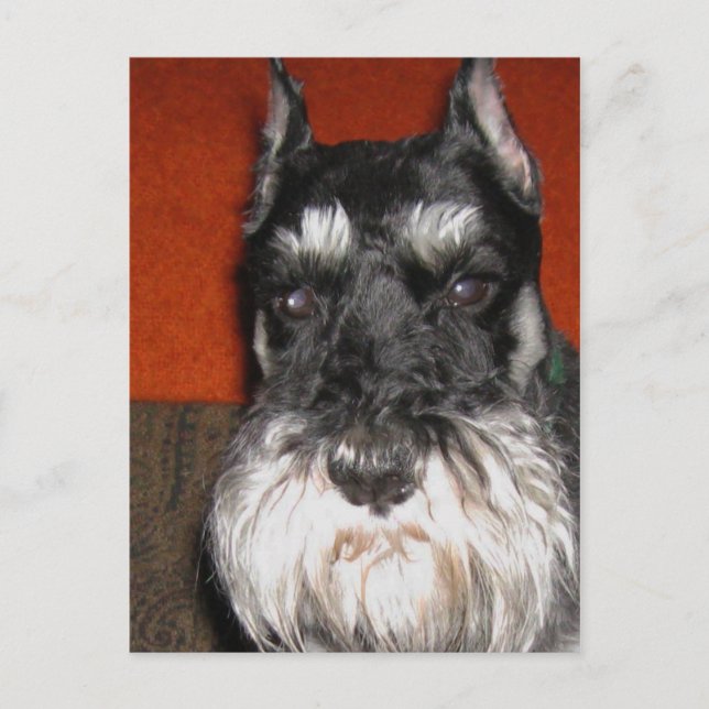 Tarjeta postal Schnauzer (Anverso)