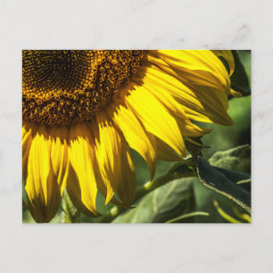 Tarjeta postal - Secretos del Girasol