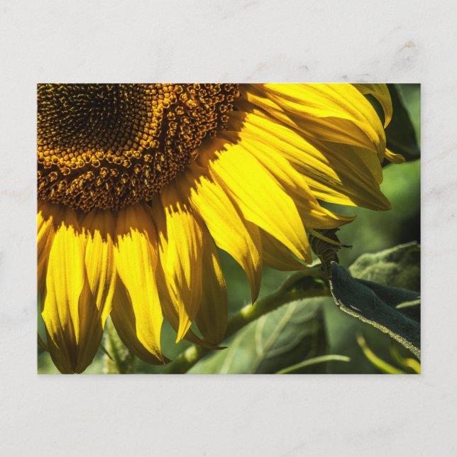 Tarjeta postal - Secretos del Girasol (Anverso)