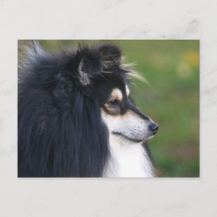 Tarjeta postal Sheltie Puppy