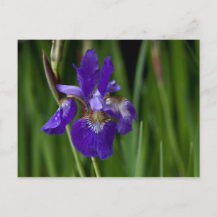 Tarjeta postal Siberian Iris