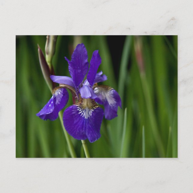 Tarjeta postal Siberian Iris (Anverso)