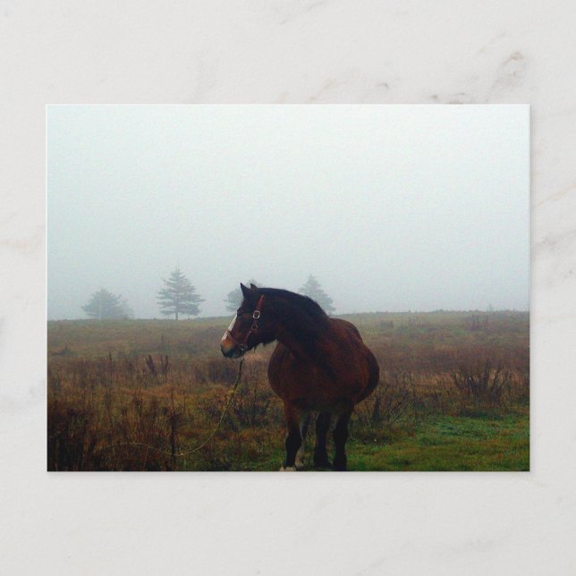 Tarjeta Postal Sígueme (Anverso)