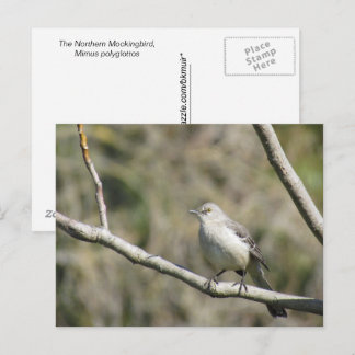 Tarjeta postal - Sinsonte