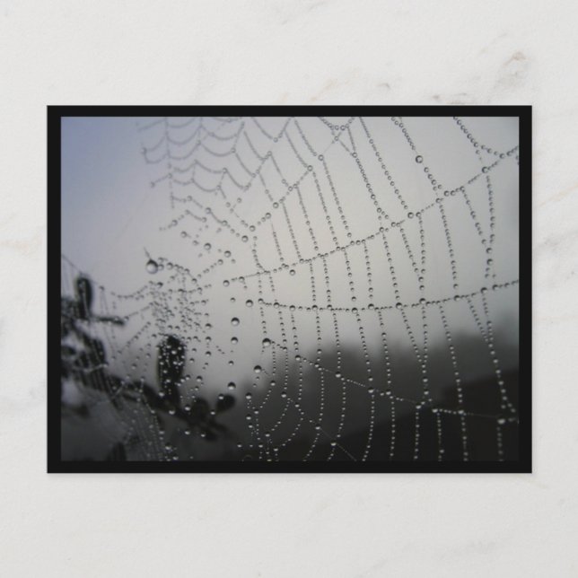 Tarjeta postal Spiderweb (Anverso)
