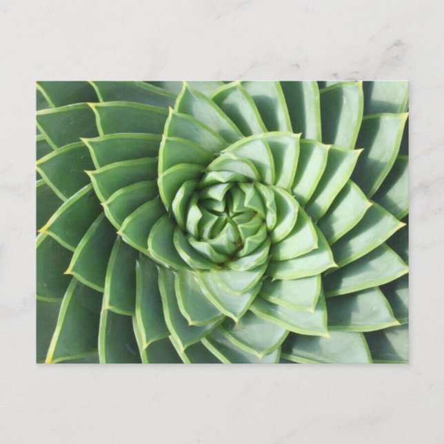 Tarjeta postal Spiral Aloe