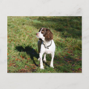 Tarjeta postal Springer Spaniel Dog