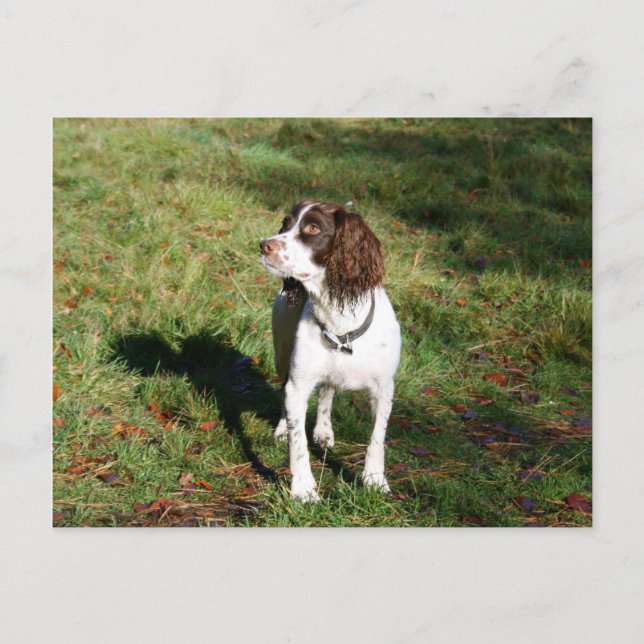 Tarjeta postal Springer Spaniel Dog (Anverso)