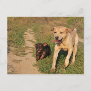Tarjeta postal Sprint Fun Labrador y Dachhund