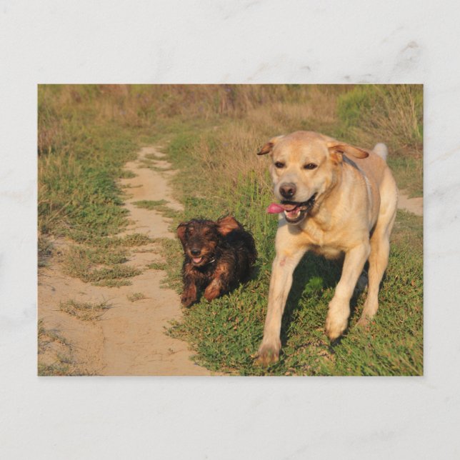 Tarjeta postal Sprint Fun Labrador y Dachhund (Anverso)