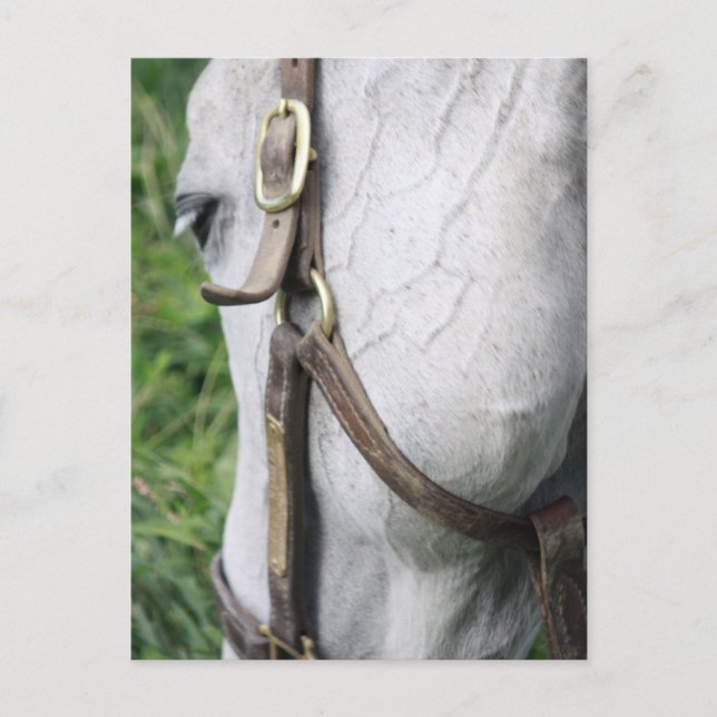 Tarjeta postal Starlet de Bel (Anverso)