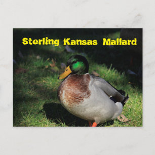 Tarjeta postal Sterling Kansas Mallard