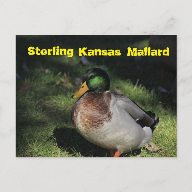 Tarjeta postal Sterling Kansas Mallard (Anverso)