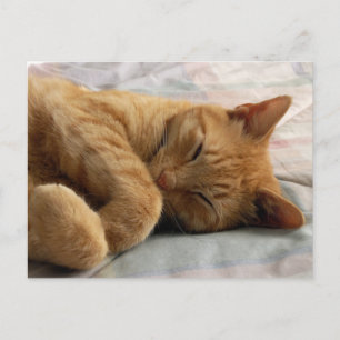 Tarjeta postal Sweet Dreams