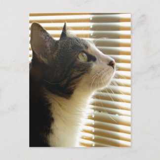 Tarjeta postal Syrus 001
