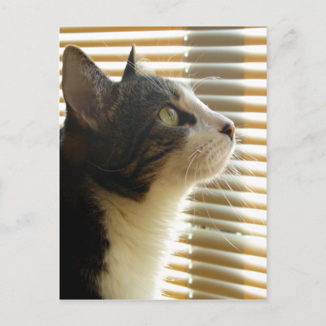 Tarjeta postal Syrus 001 (Anverso)