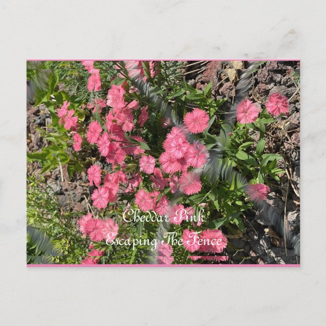 Tarjeta postal, tamaño: Tarjeta postal estándar, p (Anverso)