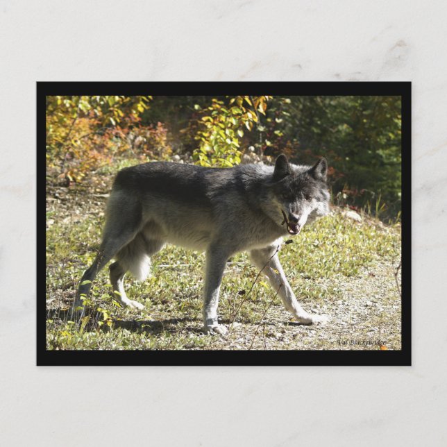 Tarjeta postal "Teething" (Anverso)