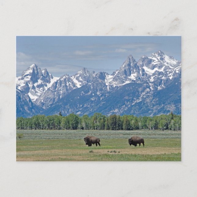 Tarjeta postal Teton Buffalo (Anverso)