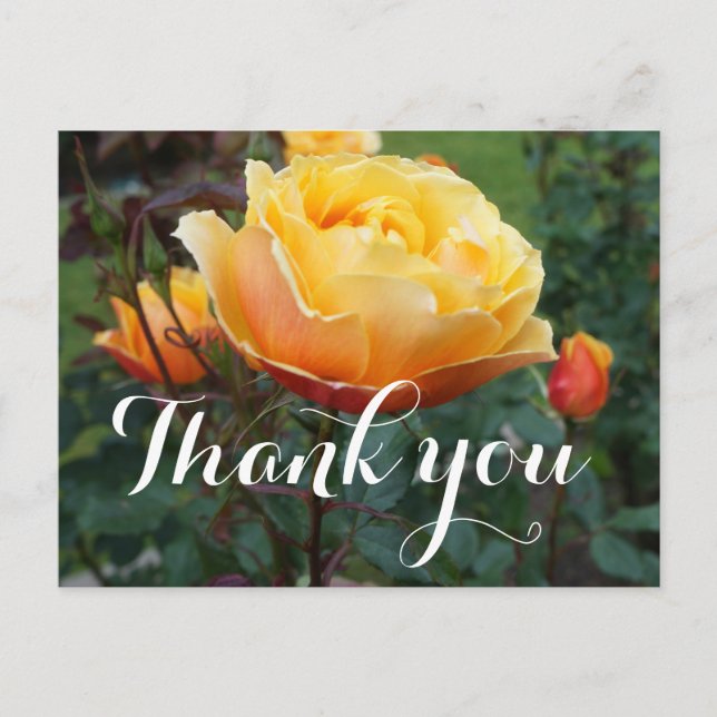 Tarjeta postal Thank You About Face Rose #2 (Anverso)