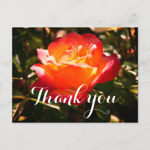 Tarjeta postal Thank You Rainbow Sorbet Rose #5
