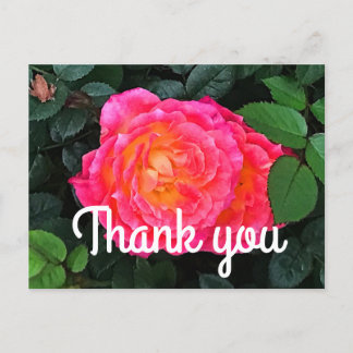 Tarjeta postal Thank You Tiddly Winks Rose #1 
