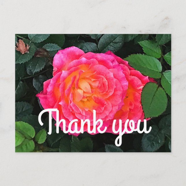 Tarjeta postal Thank You Tiddly Winks Rose #1  (Anverso)
