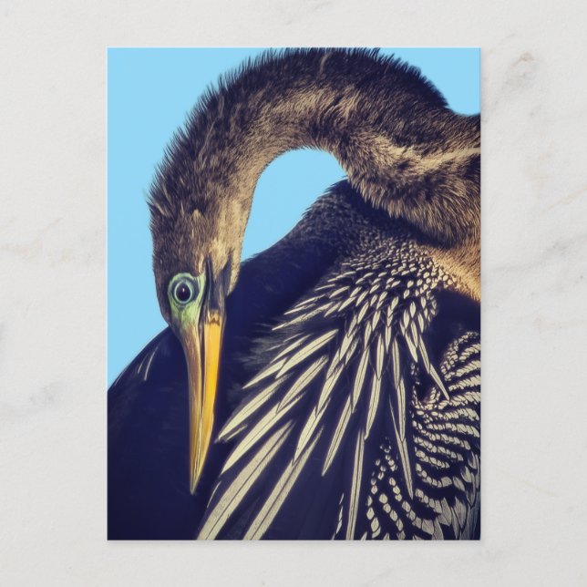 Tarjeta postal "The Spearfisher" (Anverso)