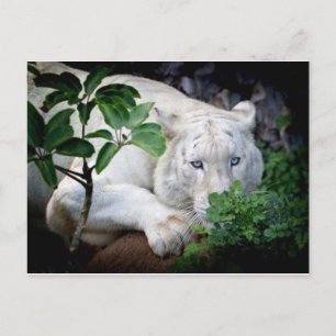 Tarjeta postal - Tigre