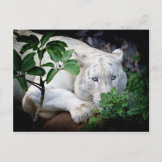 Tarjeta postal - Tigre