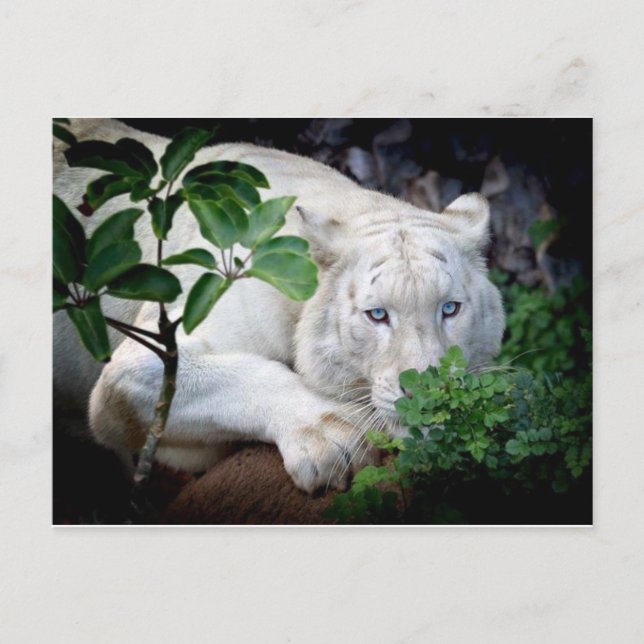 Tarjeta postal - Tigre (Anverso)