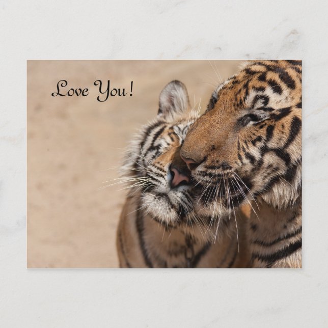 Tarjeta postal - Tigres - Templo Tigre Tailandia (Anverso)