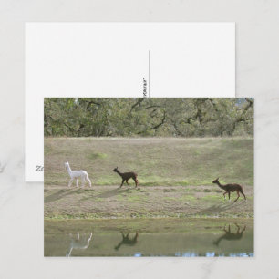 Tarjeta postal – Tres alpacas