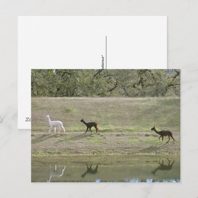 Tarjeta postal – Tres alpacas (Anverso / Reverso)