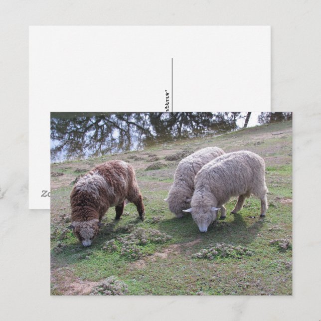 Tarjeta postal - Tres ovejas (Anverso / Reverso)