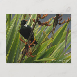Tarjeta postal, Tui nativo, Bahía de Hawke, Nueva
