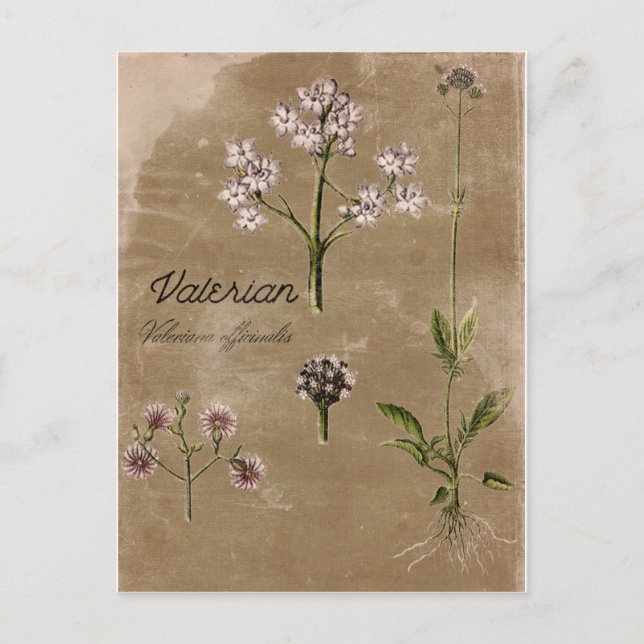 Tarjeta postal Valerian Herb de Estilo Vintage (Anverso)