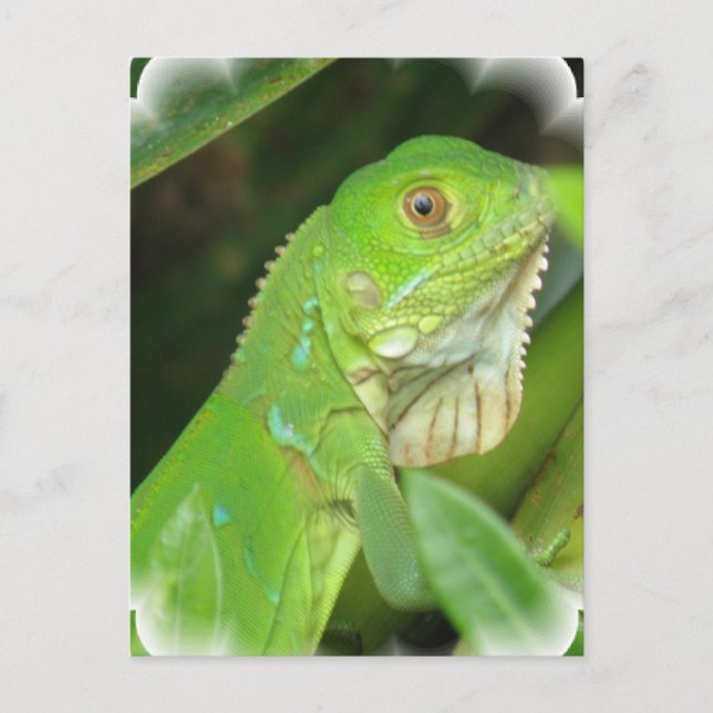 Tarjeta postal verde (Anverso)