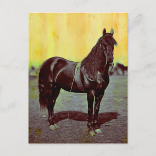 Tarjeta postal vintage de caballo de la Unión de l