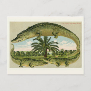 Tarjeta postal vintage de caimán