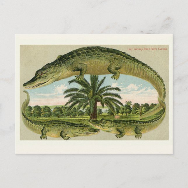 Tarjeta postal vintage de caimán (Anverso)